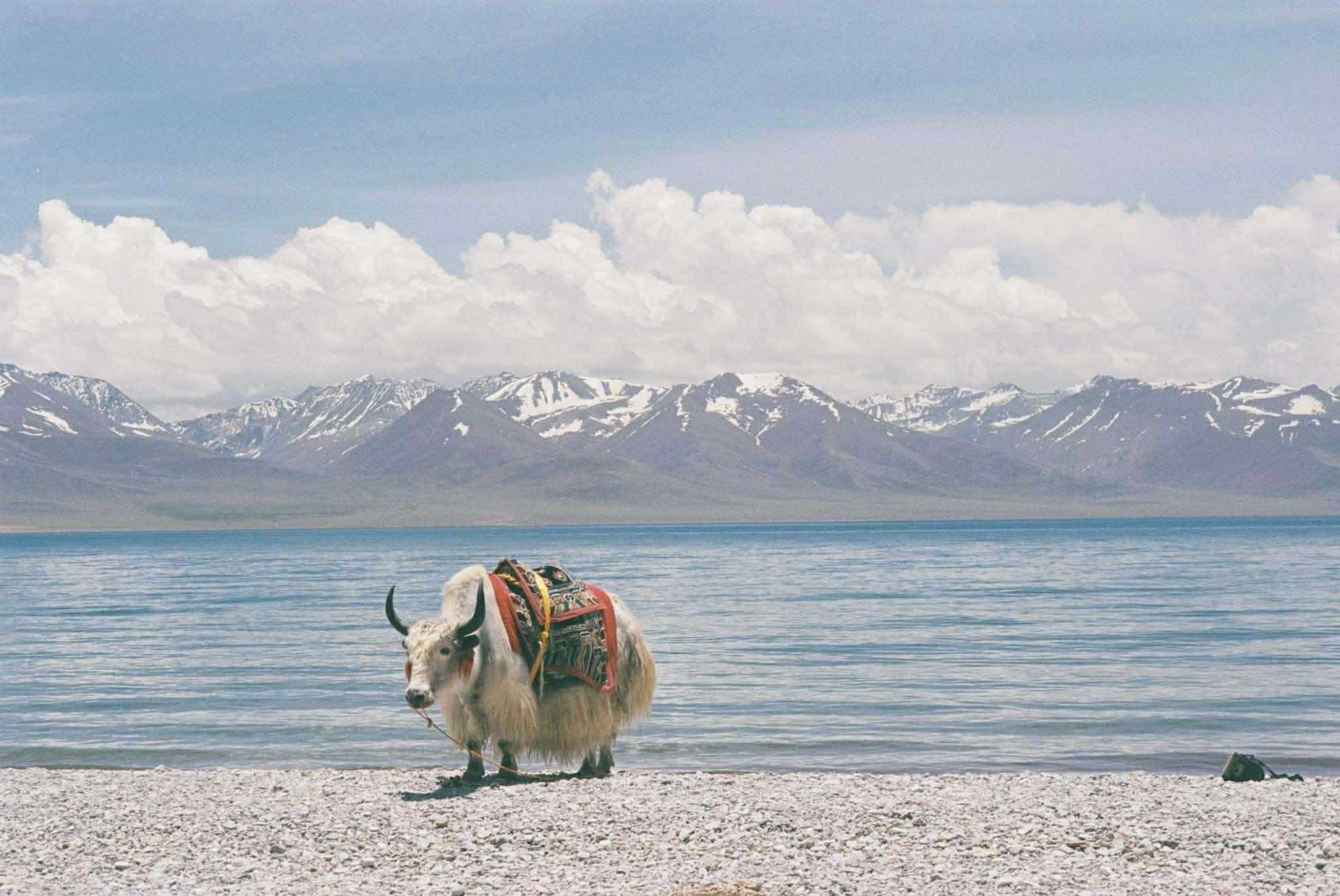 Nguyễn Mạnh Duy và sách ảnh về 12 năm ấn tượng với Himalaya - Ảnh 5.