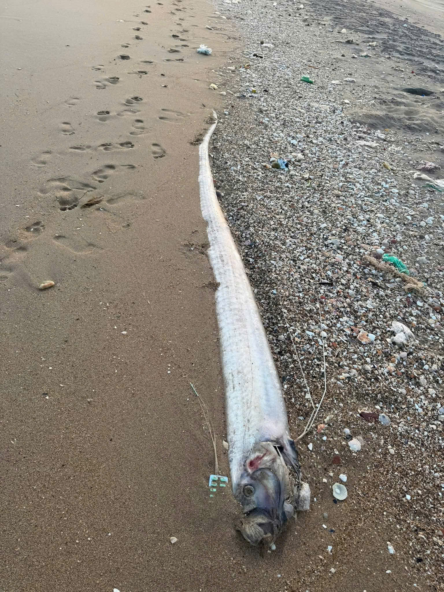 Lý giải về hiện tượng cá mái chèo 