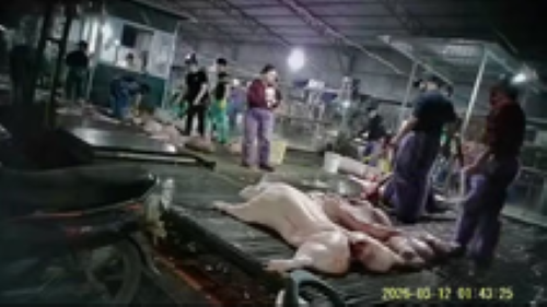 Ph&aacute; đường d&acirc;y giết mổ, ti&ecirc;u thụ 3.600 con heo bệnh, khởi tố 8 bị can - Ảnh 2.