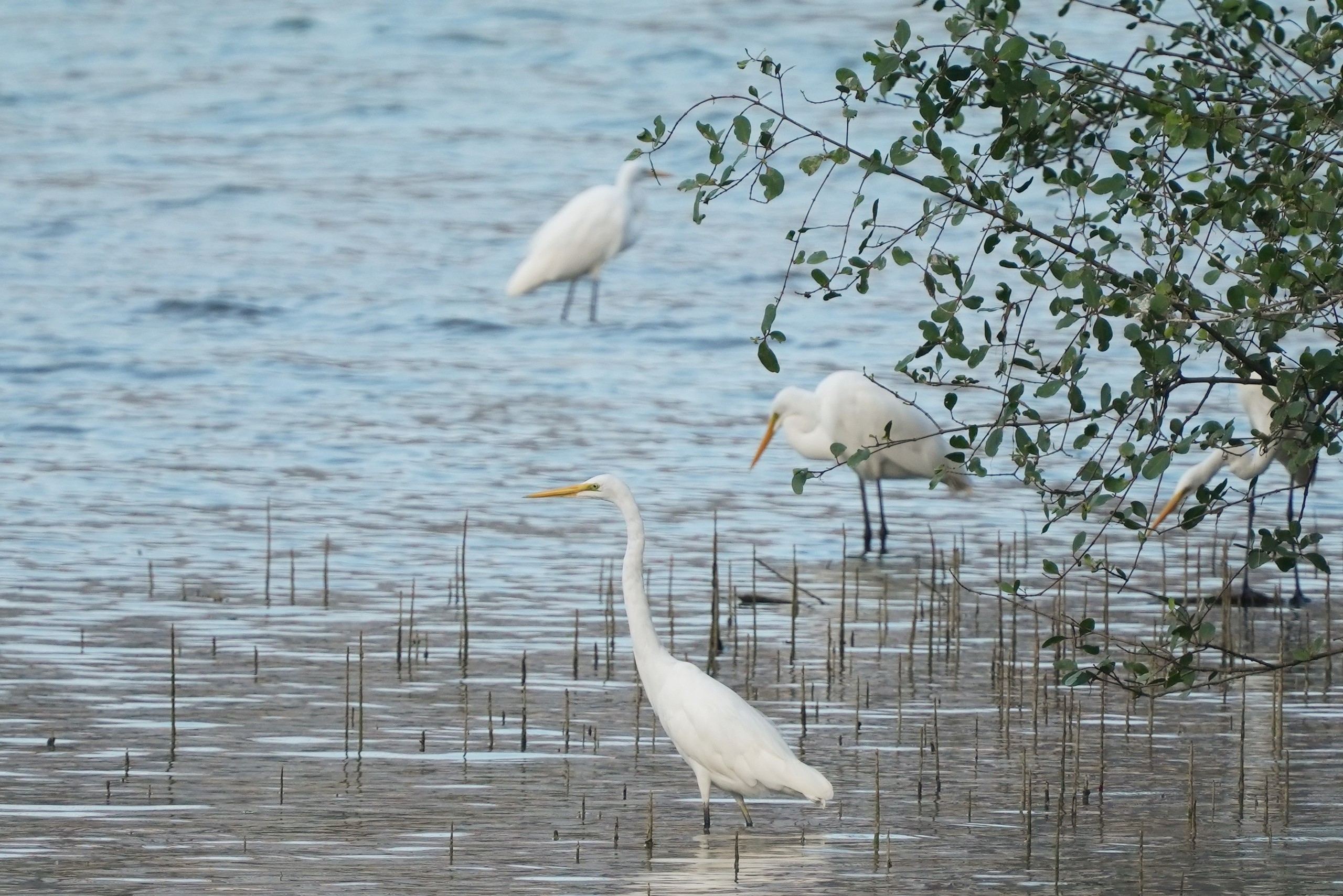 Ngắm đ&agrave;n c&ograve; về kiếm ăn b&ecirc;n s&ocirc;ng H&agrave;n, giữa trung t&acirc;m Đ&agrave; Nẵng - Ảnh 8.