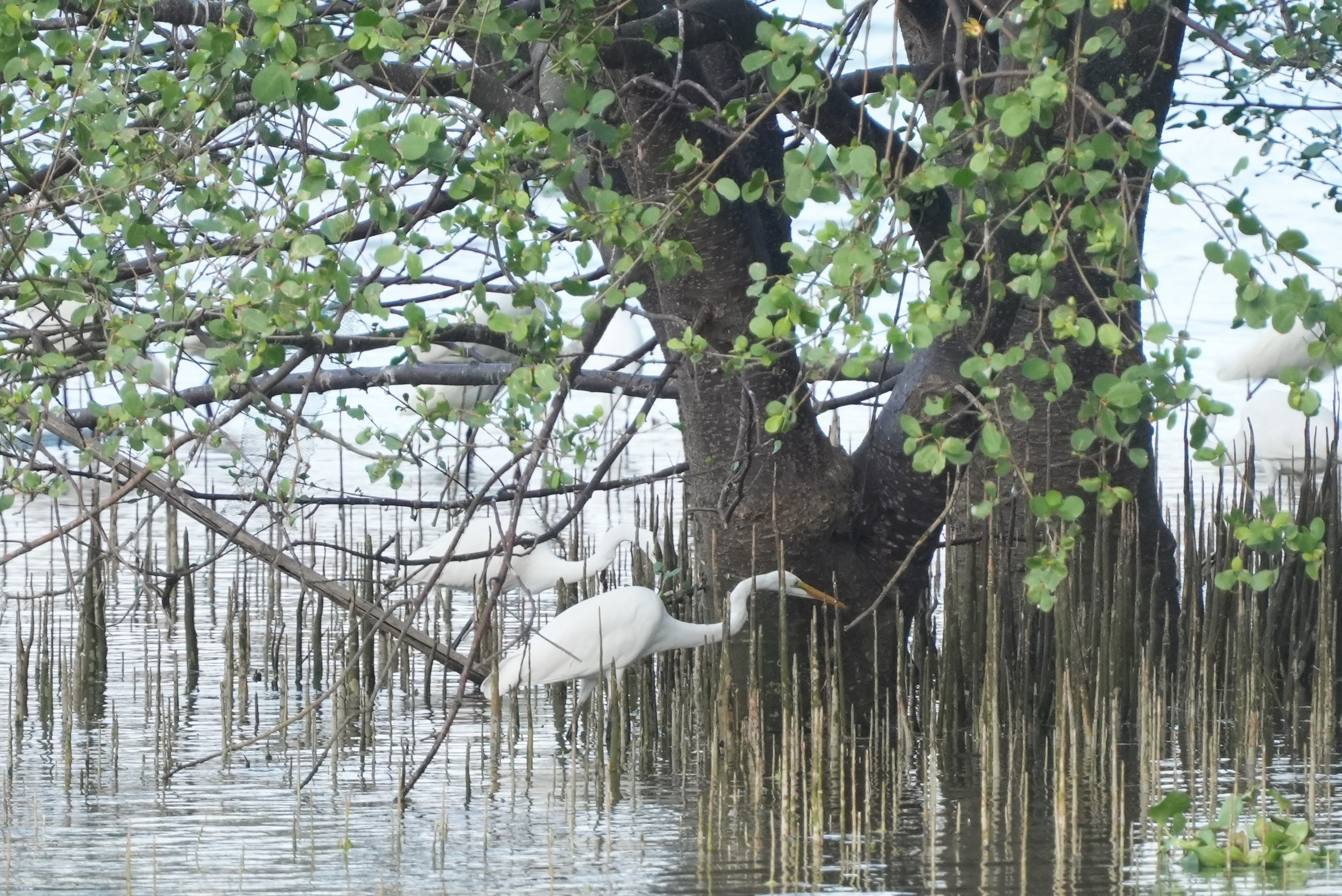 Ngắm đ&agrave;n c&ograve; về kiếm ăn b&ecirc;n s&ocirc;ng H&agrave;n, giữa trung t&acirc;m Đ&agrave; Nẵng - Ảnh 4.