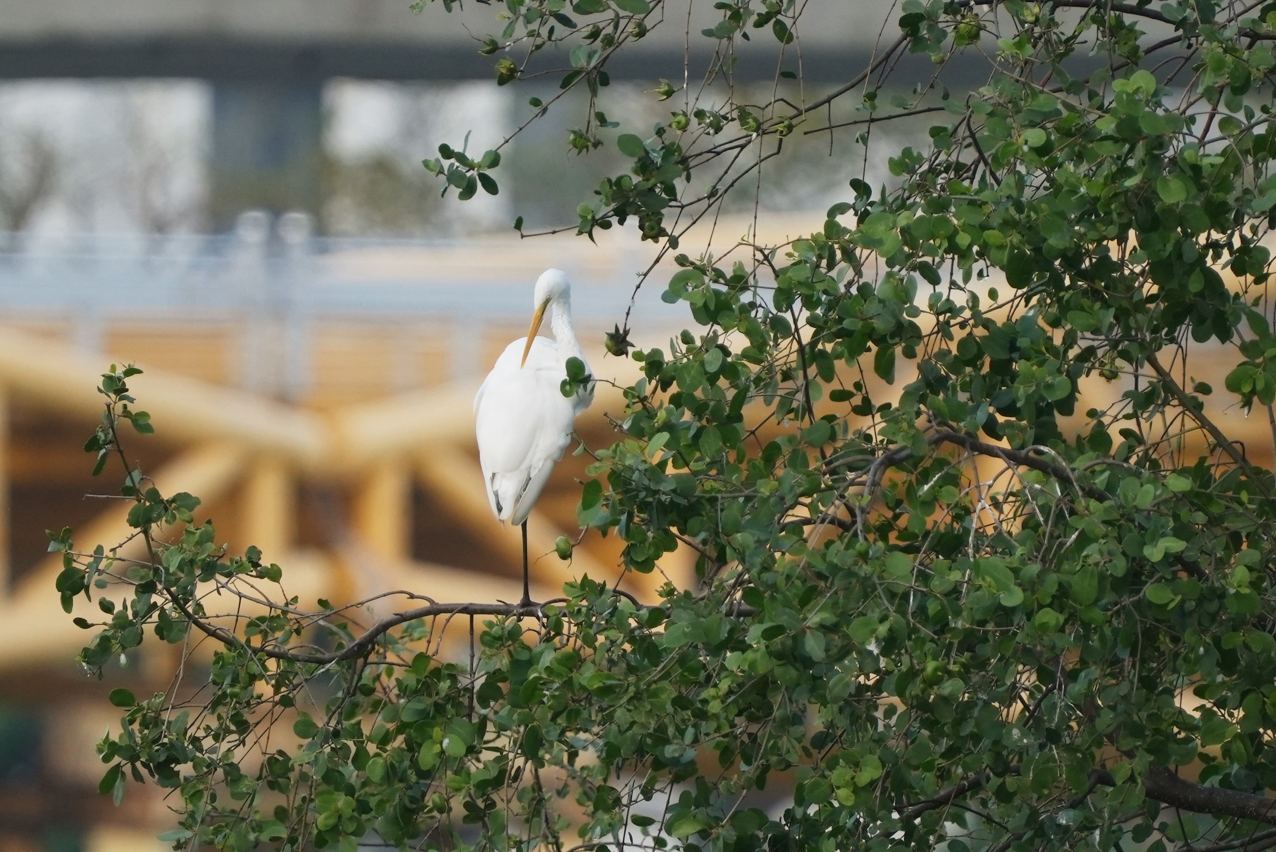 Ngắm đ&agrave;n c&ograve; về kiếm ăn b&ecirc;n s&ocirc;ng H&agrave;n, giữa trung t&acirc;m Đ&agrave; Nẵng - Ảnh 3.