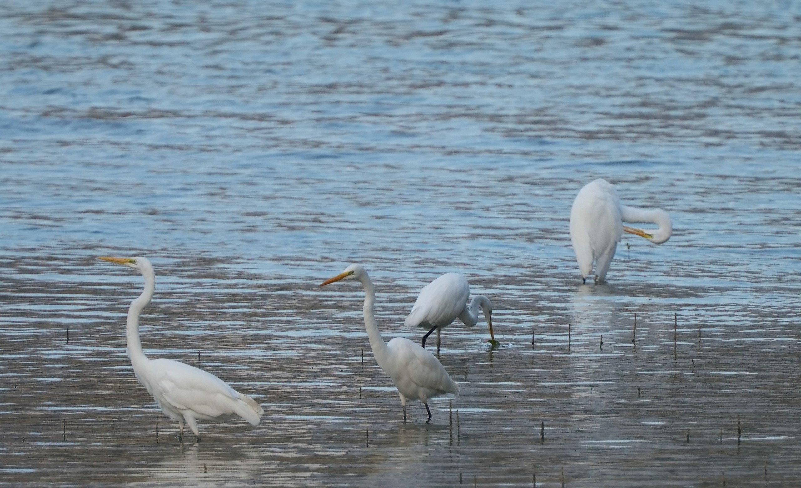 Ngắm đ&agrave;n c&ograve; về kiếm ăn b&ecirc;n s&ocirc;ng H&agrave;n, giữa trung t&acirc;m Đ&agrave; Nẵng - Ảnh 2.