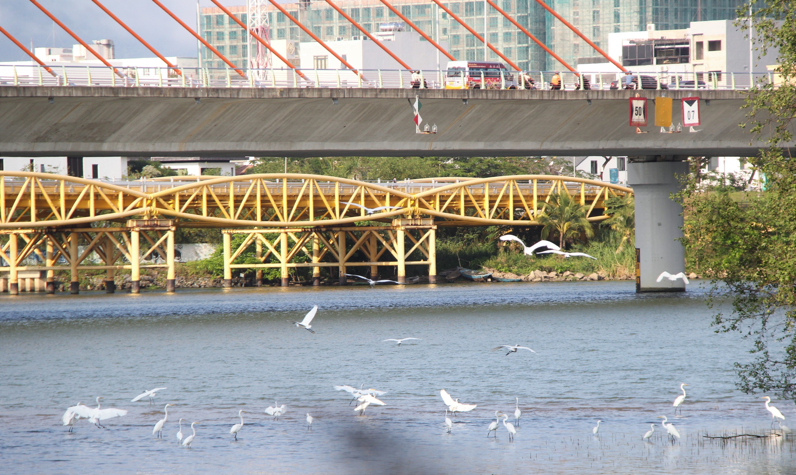 Ngắm đ&agrave;n c&ograve; về kiếm ăn b&ecirc;n s&ocirc;ng H&agrave;n, giữa trung t&acirc;m Đ&agrave; Nẵng - Ảnh 1.