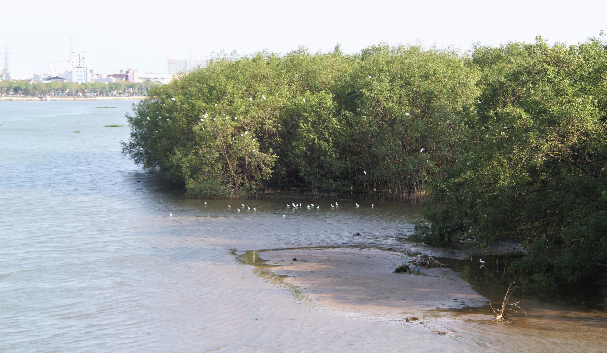 Ngắm đ&agrave;n c&ograve; về kiếm ăn b&ecirc;n s&ocirc;ng H&agrave;n, giữa trung t&acirc;m Đ&agrave; Nẵng - Ảnh 9.