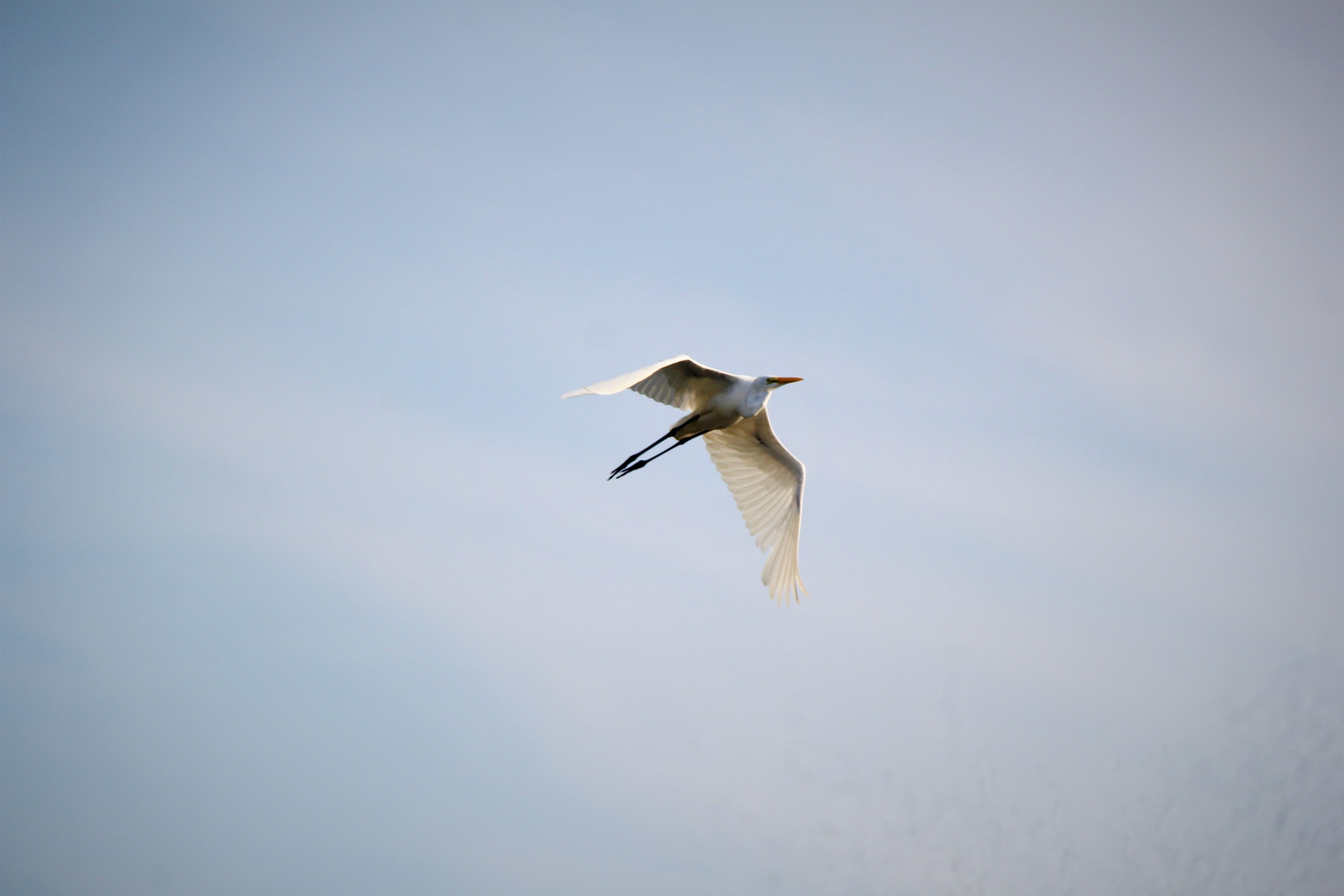 Ngắm đ&agrave;n c&ograve; về kiếm ăn b&ecirc;n s&ocirc;ng H&agrave;n, giữa trung t&acirc;m Đ&agrave; Nẵng - Ảnh 7.