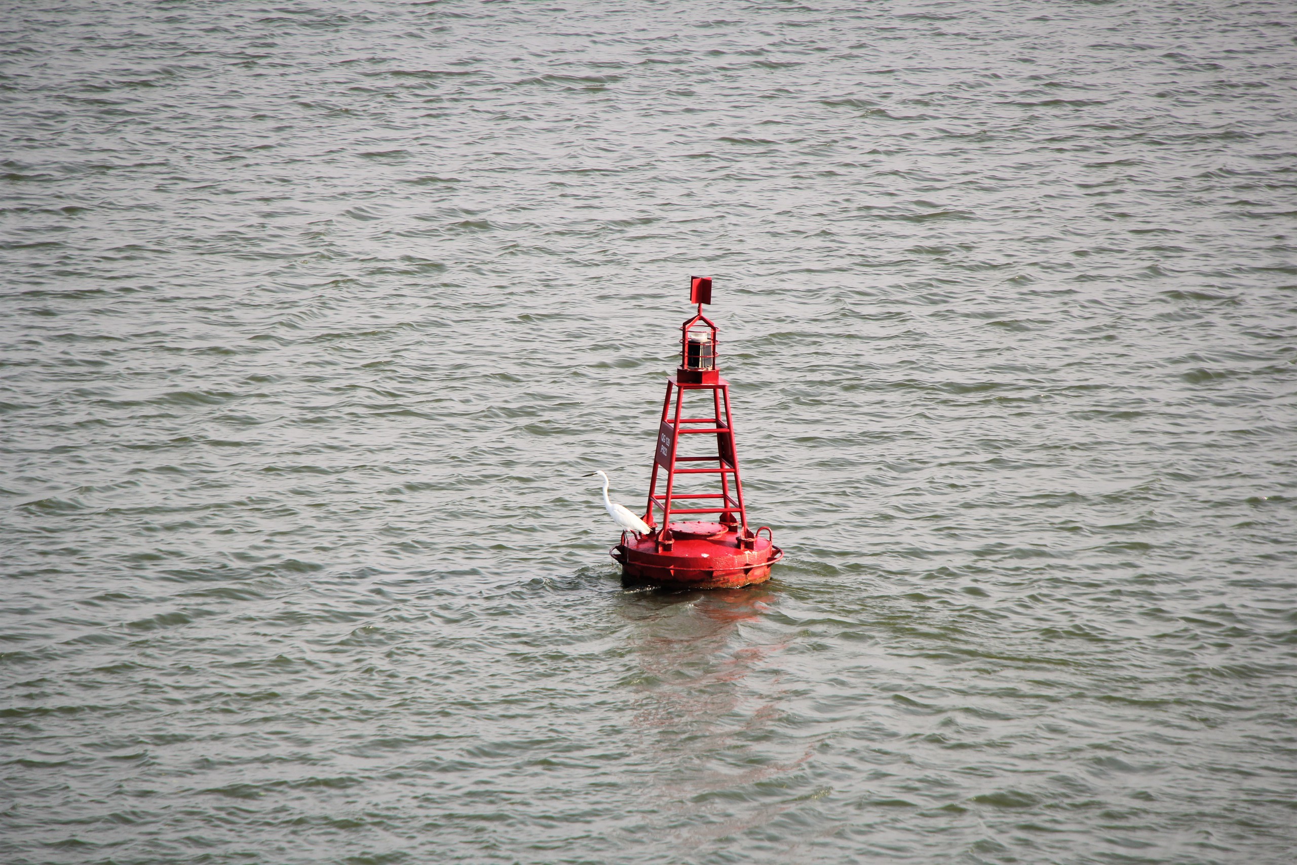 Ngắm đ&agrave;n c&ograve; về kiếm ăn b&ecirc;n s&ocirc;ng H&agrave;n, giữa trung t&acirc;m Đ&agrave; Nẵng - Ảnh 5.