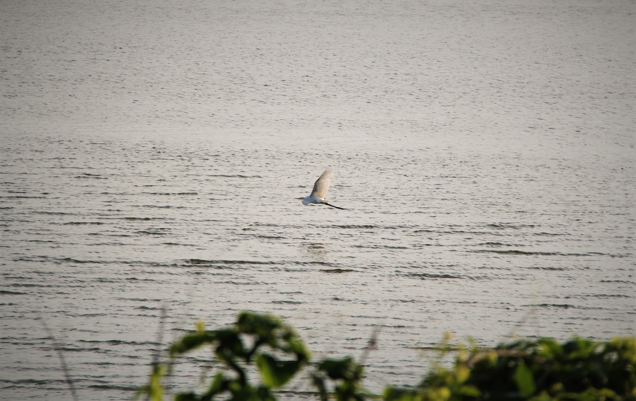 Ngắm đ&agrave;n c&ograve; về kiếm ăn b&ecirc;n s&ocirc;ng H&agrave;n, giữa trung t&acirc;m Đ&agrave; Nẵng - Ảnh 6.