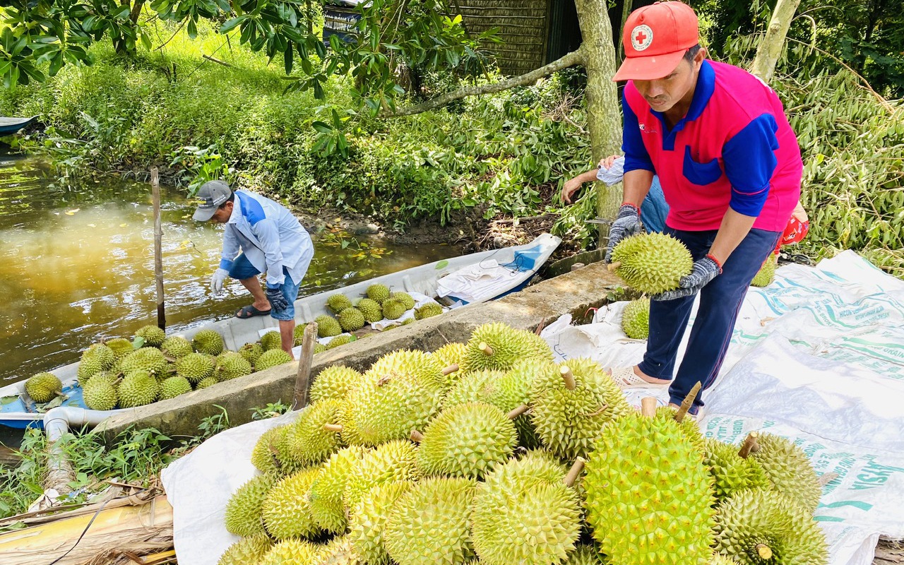 L&yacute; do khiến gi&aacute; sầu ri&ecirc;ng giảm trong năm 2026 v&agrave; triển vọng tương lai - Ảnh 2.