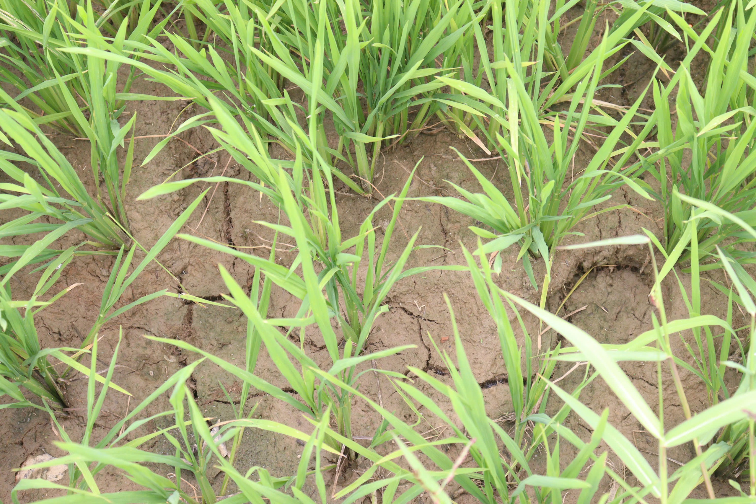 Nông dân Đà Nẵng "méo mặt" vì mặn đến sớm, kêu gọi thủy điện xả nước - Ảnh 2.