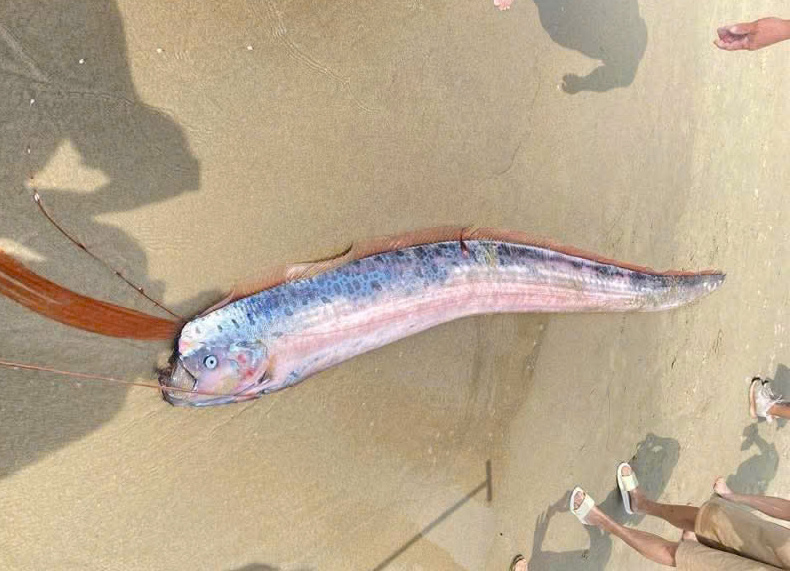 Xác cá hố rồng dài gần 2m dạt vào bãi biển Đà Nẵng gây chú ý - Ảnh 1. Xác cá hố rồng dài gần 2m dạt vào bãi biển Đà Nẵng gây chú ý - Ảnh 1.
