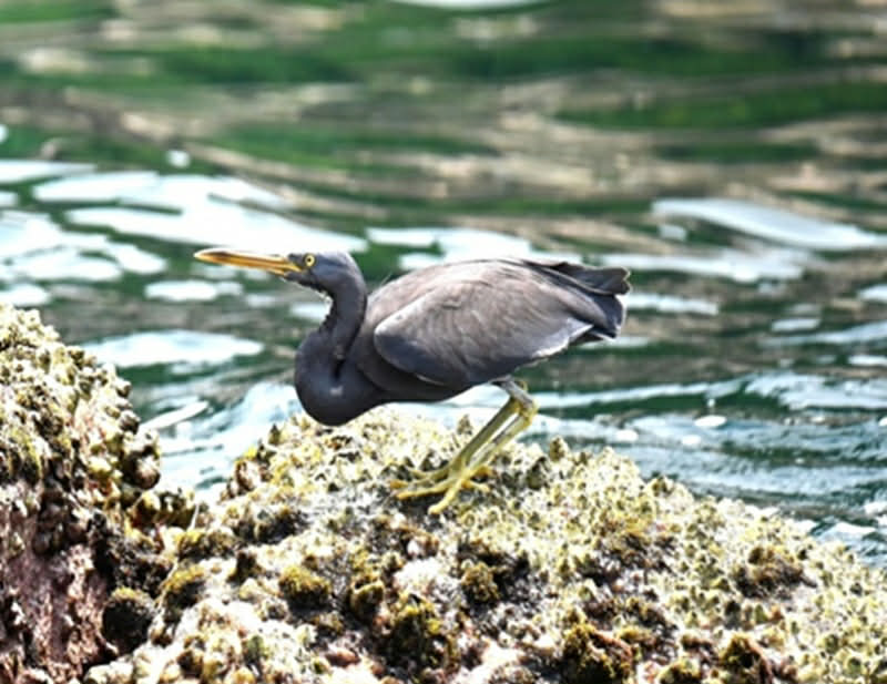 Lần đầu phát hiện 4 loài chim lạ, quý hiếm ở Vườn quốc gia Phong Nha - Kẻ Bàng - Ảnh 1.