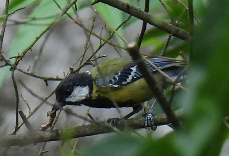 Lần đầu phát hiện 4 loài chim lạ, quý hiếm ở Vườn quốc gia Phong Nha - Kẻ Bàng - Ảnh 3.
