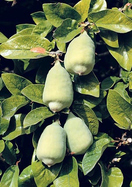 Uống tr&agrave; tr&acirc;u cổ l&agrave;m &ldquo;khổ&rdquo; qu&yacute; &ocirc;ng - Ảnh 1.