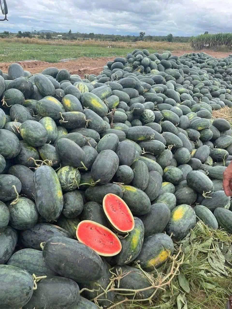 Dưa hấu Gia Lai giá rẻ tại siêu thị , hỗ trợ tiêu thụ nông sản 2026 - Ảnh 4.