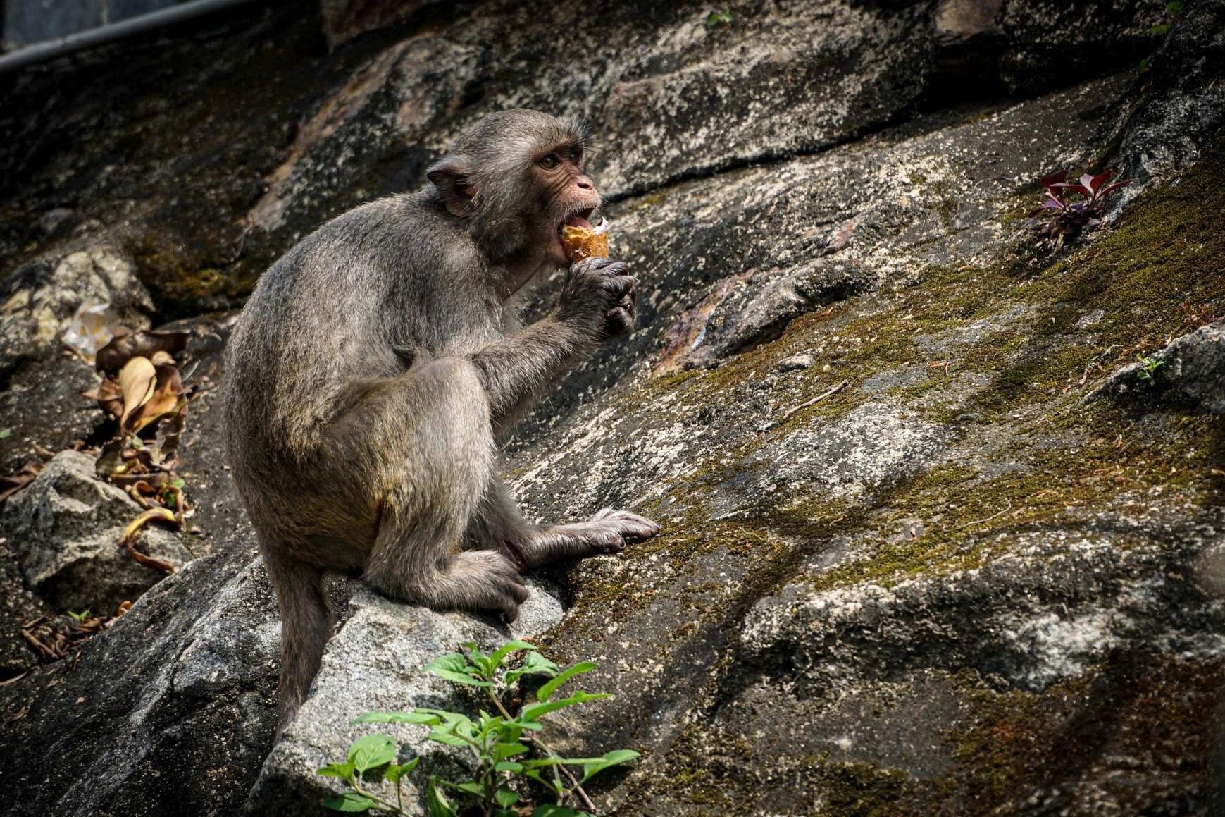 Du khách phớt lờ khuyến cáo, tình trạng cho khỉ ăn ở Sơn Trà vẫn tái diễn - Ảnh 1.