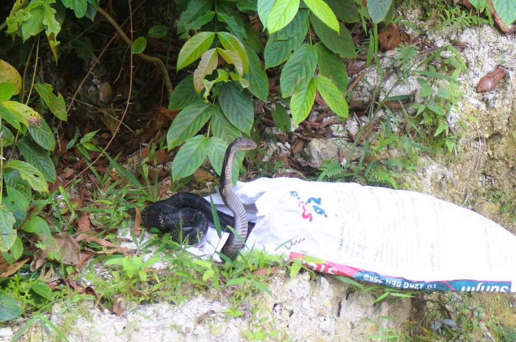 Rắn hổ mang chúa dài 2,6 m bò vào nhà dân - Ảnh 1.