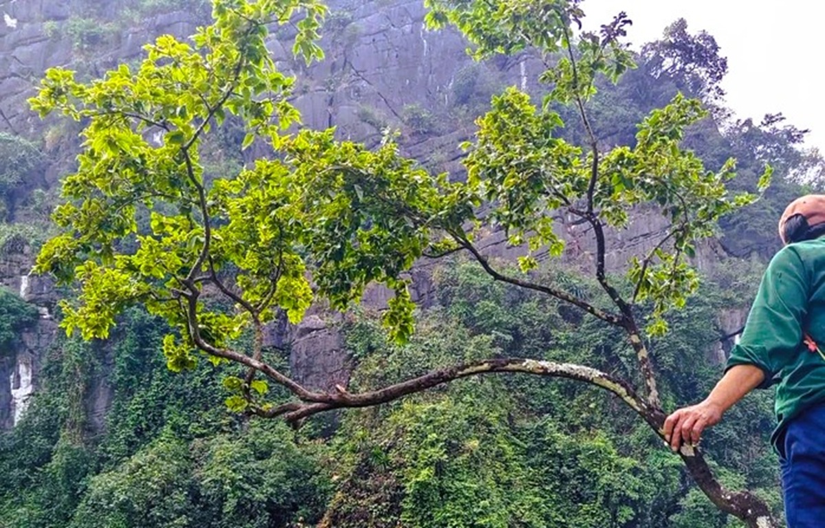 Mật phục bắt ô tô chở 6 cây muội hồng từ trên núi xuống - Ảnh 2.