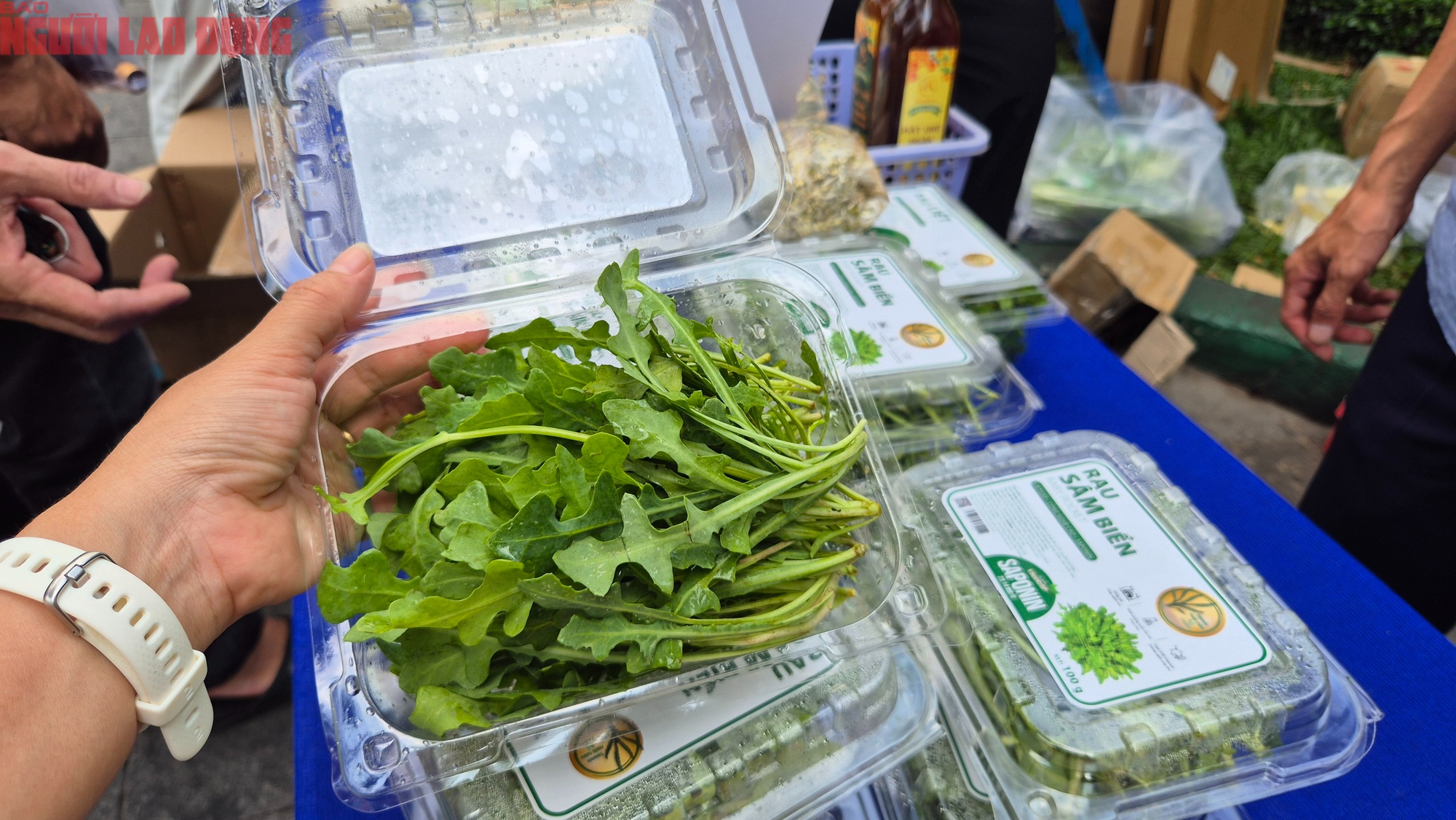 Rau sâm biển: Lọai rau trồng trên cát giá 350 . 000 Đồng / kg vẫn được xem là rẻ - Ảnh 3. Rau sâm biển: Lọai rau trồng trên cát giá 350 . 000 Đồng / kg vẫn được xem là rẻ - Ảnh 3.