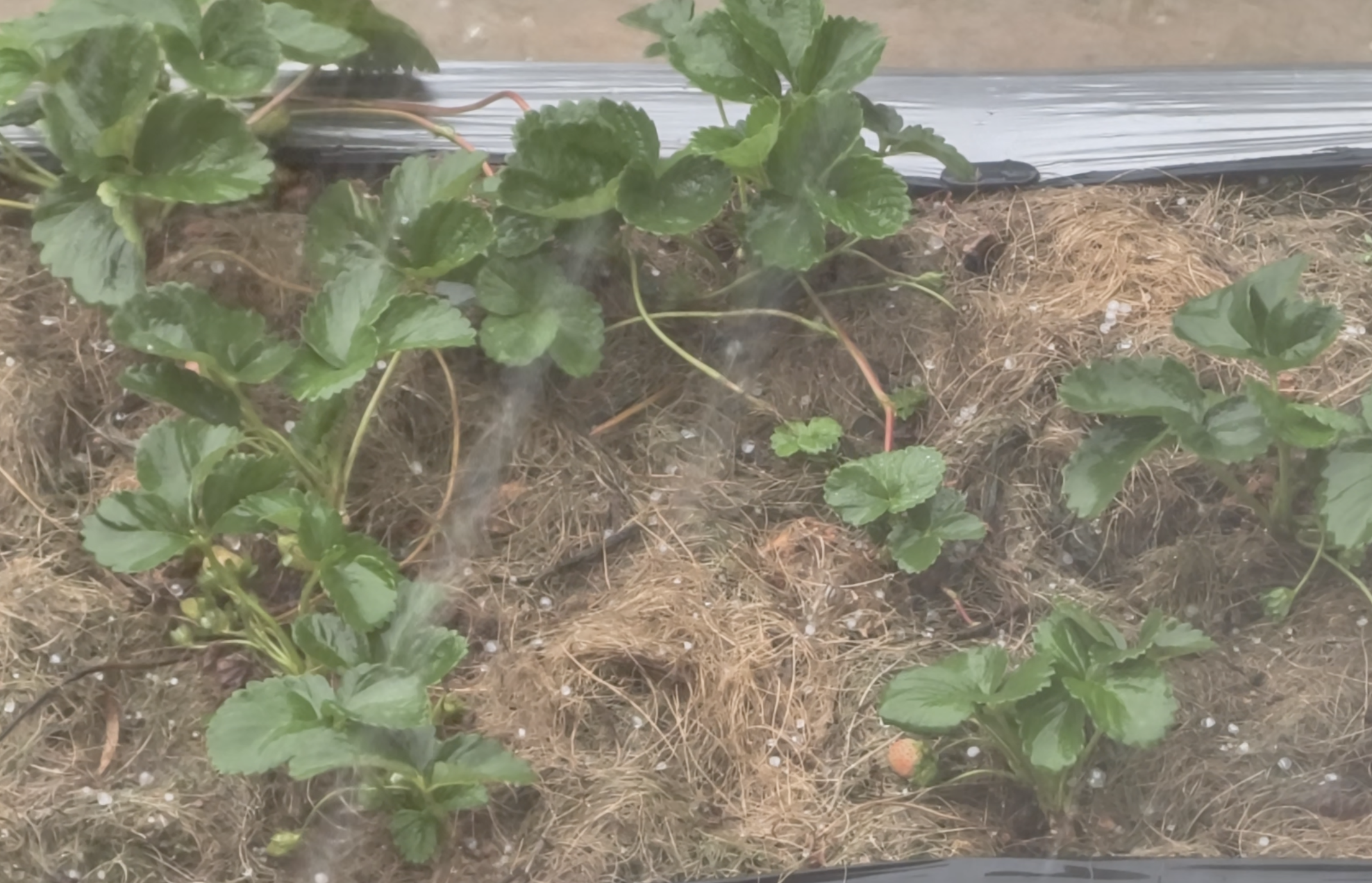 Đà Lạt xuất hiện mưa 