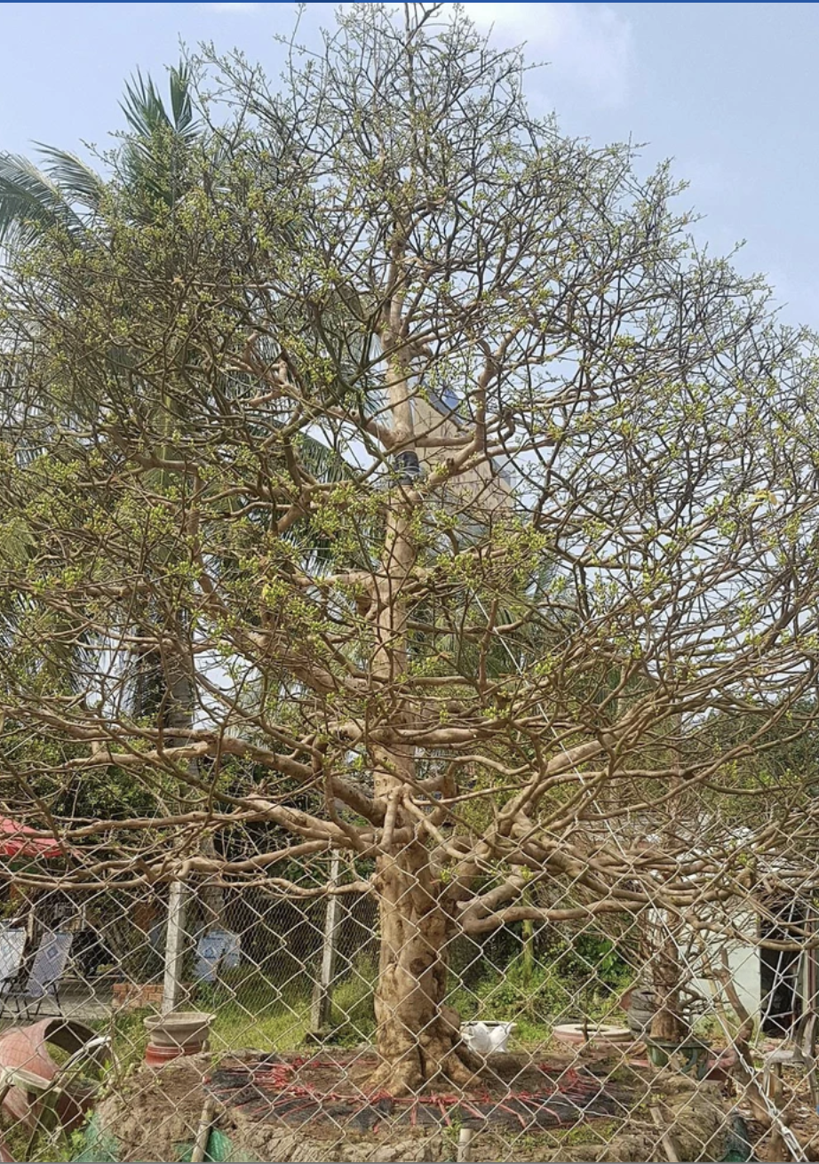 Tịch thu 42 cây mai vàng không giấy tờ: Người trồng mai ở miền Tây lo ngại - Ảnh 1.