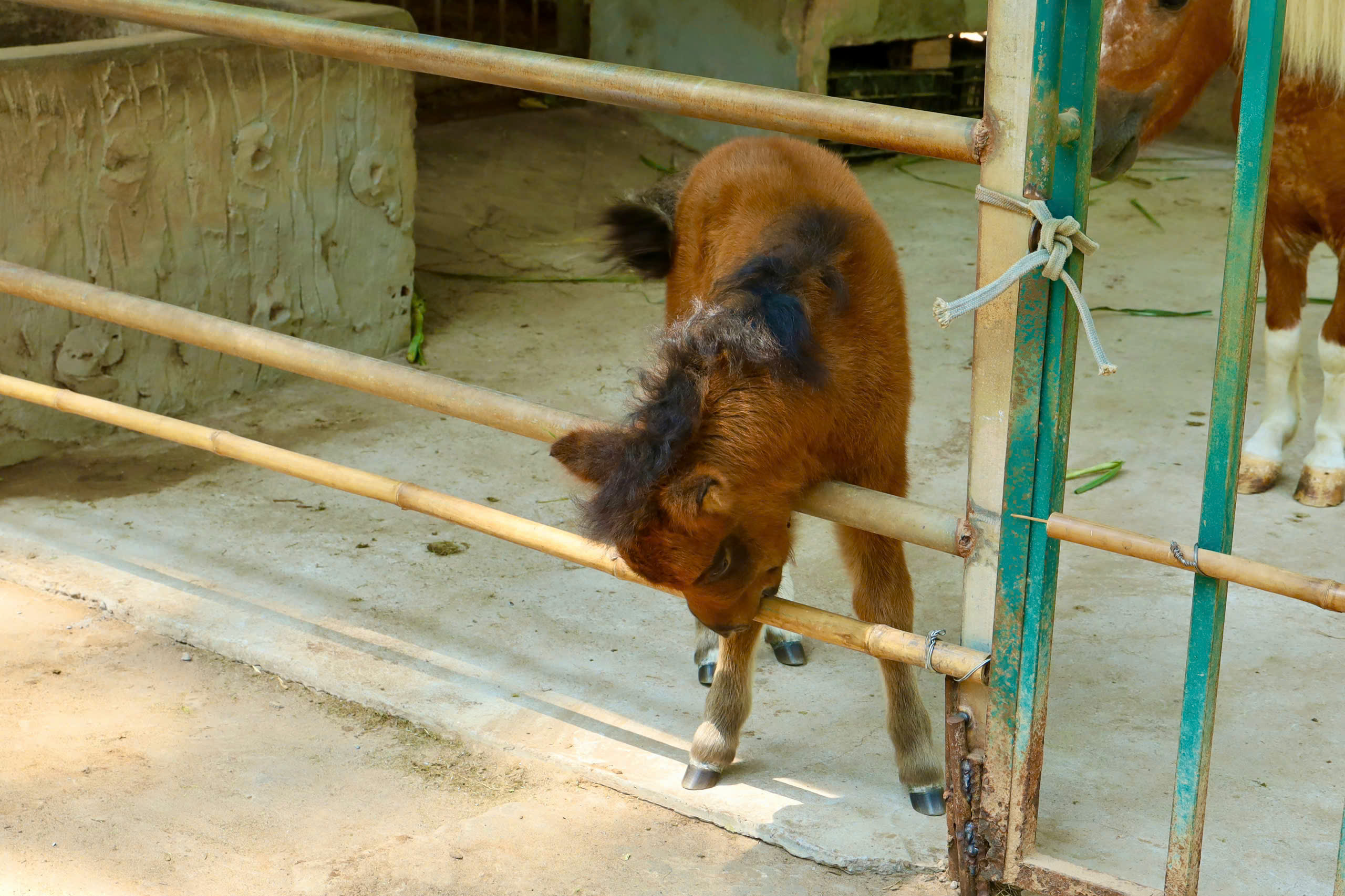 Ngựa lùn Cacao khỏe mạnh sau 1 tháng tuổi tại Thảo Cầm Viên - Ảnh 1.