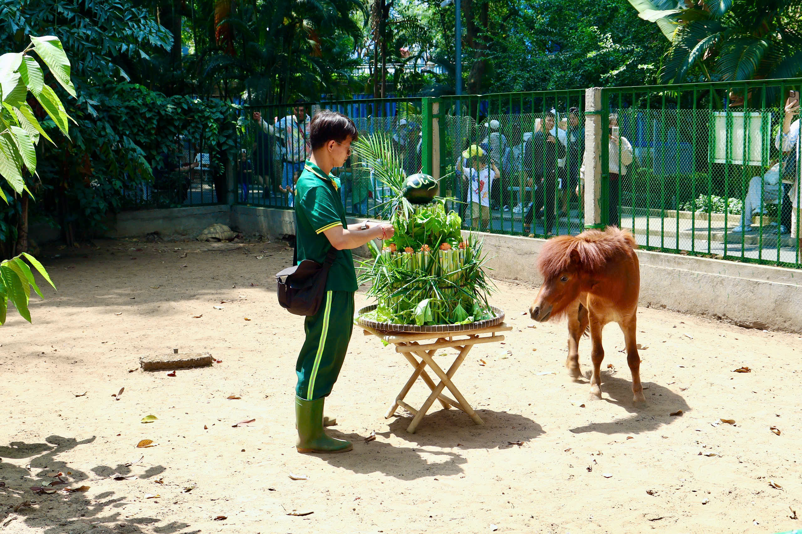 Ngựa lùn Cacao khỏe mạnh sau 1 tháng tuổi tại Thảo Cầm Viên - Ảnh 2.