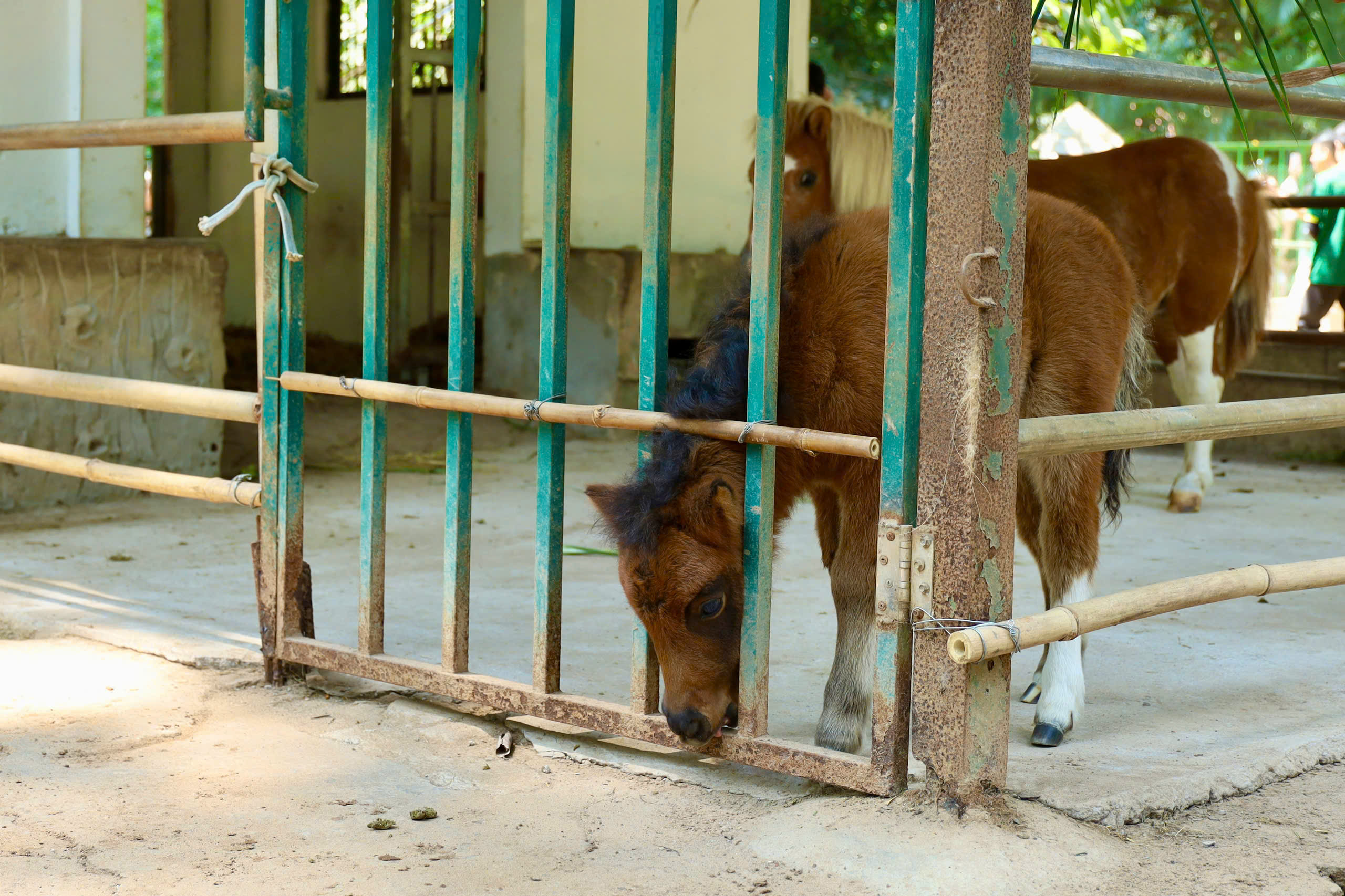 Ngựa lùn Cacao khỏe mạnh sau 1 tháng tuổi tại Thảo Cầm Viên - Ảnh 4.