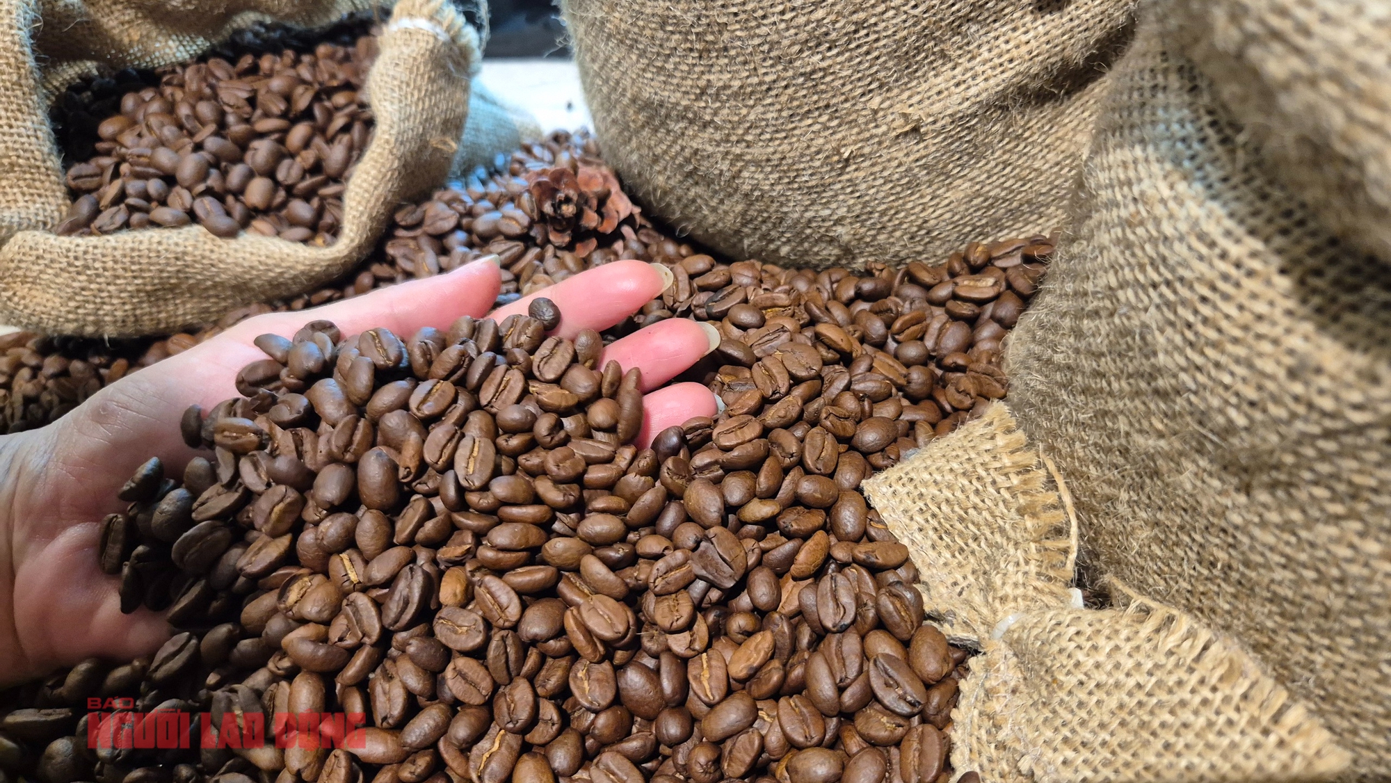 Giá cà phê hôm nay 14 - 4: Mỹ tăng tốc nhập cà phê Việt Nam - Ảnh 2.