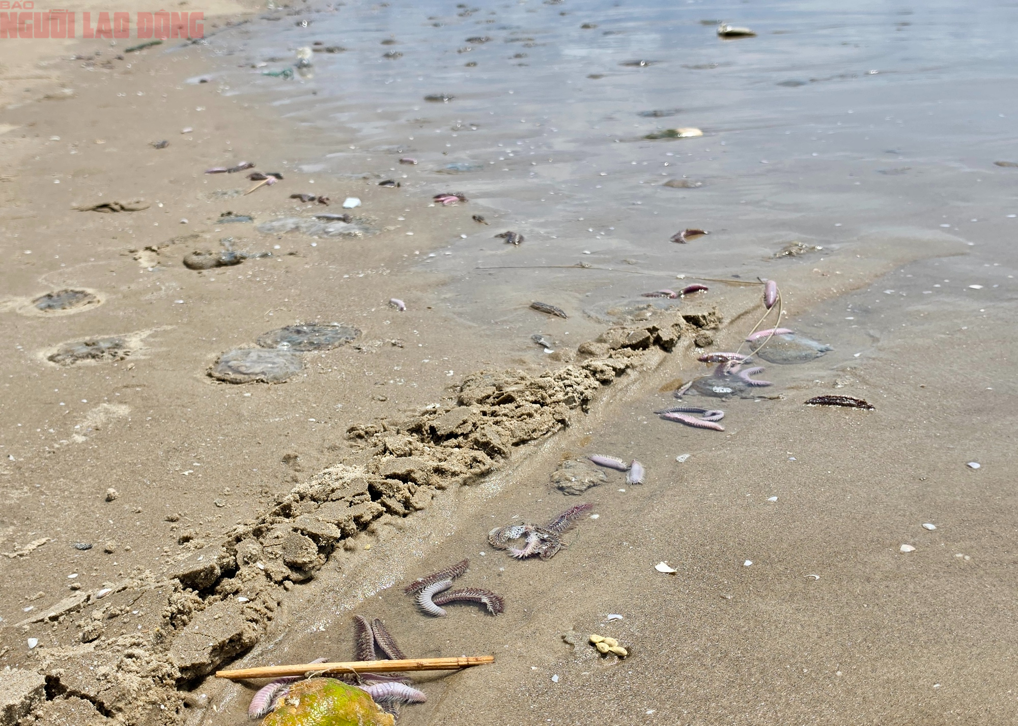 B&atilde;i Sau Vũng T&agrave;u xuất hiện s&acirc;u biển, sứa - Ảnh 1.