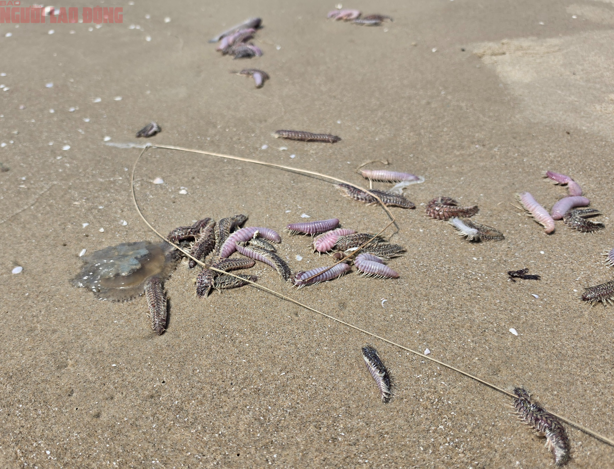 B&atilde;i Sau Vũng T&agrave;u xuất hiện s&acirc;u biển, sứa - Ảnh 2.