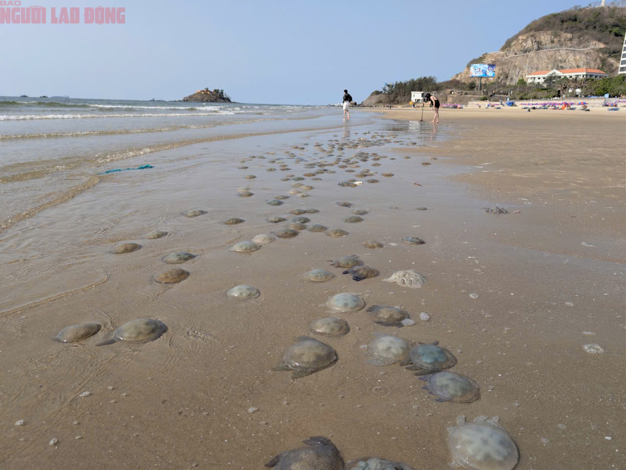 B&atilde;i Sau Vũng T&agrave;u xuất hiện s&acirc;u biển, sứa - Ảnh 3.