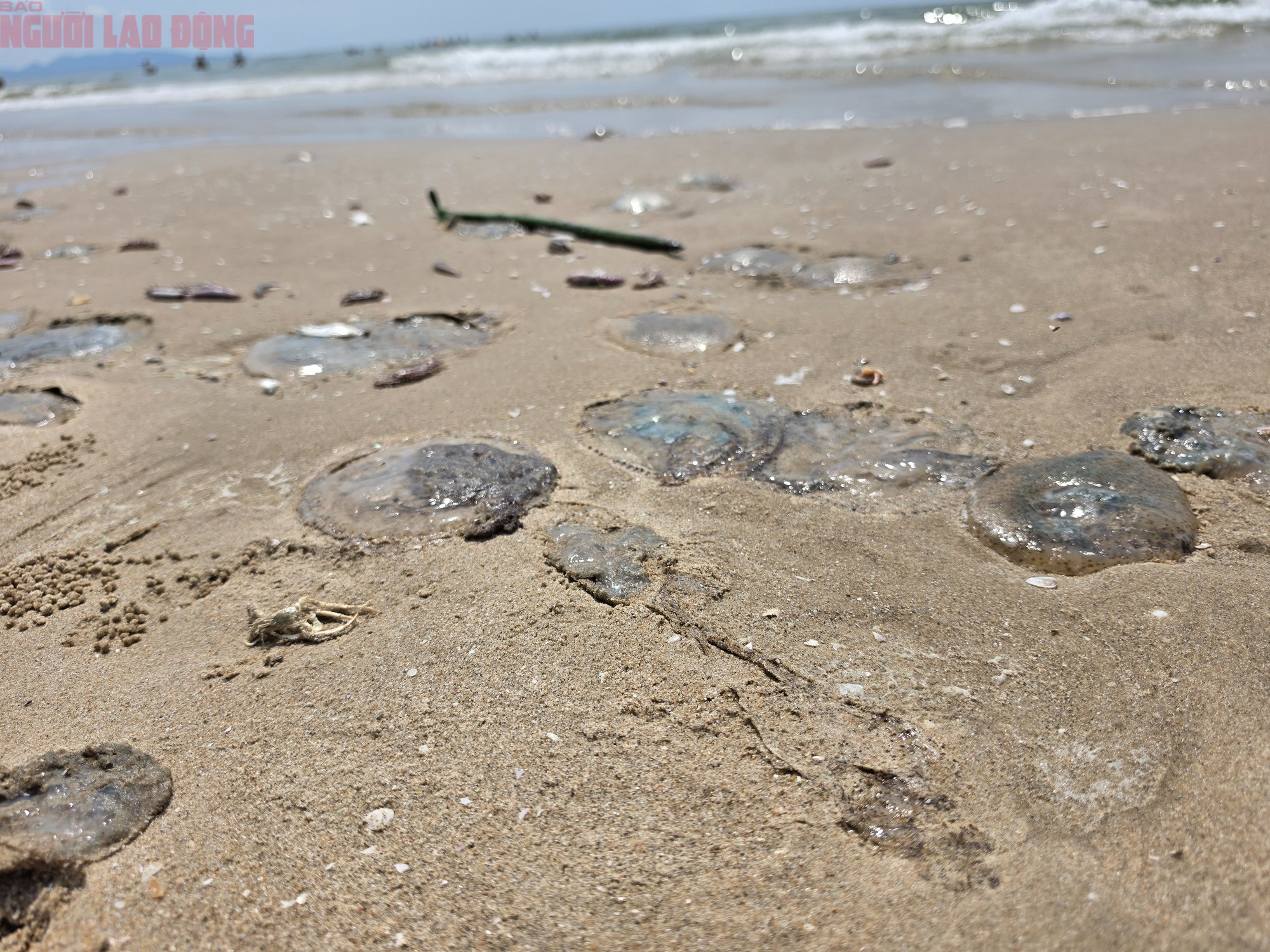 B&atilde;i Sau Vũng T&agrave;u xuất hiện s&acirc;u biển, sứa - Ảnh 4.