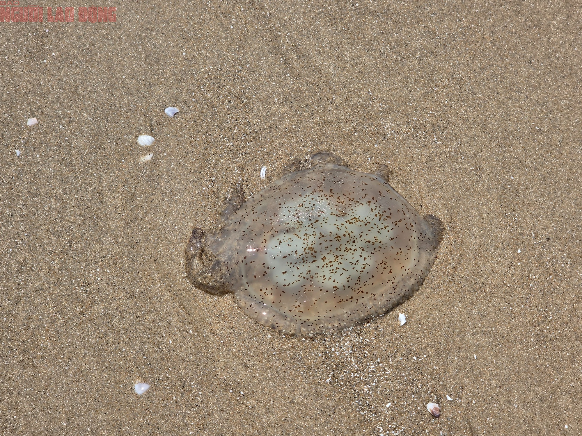 B&atilde;i Sau Vũng T&agrave;u xuất hiện s&acirc;u biển, sứa - Ảnh 5.