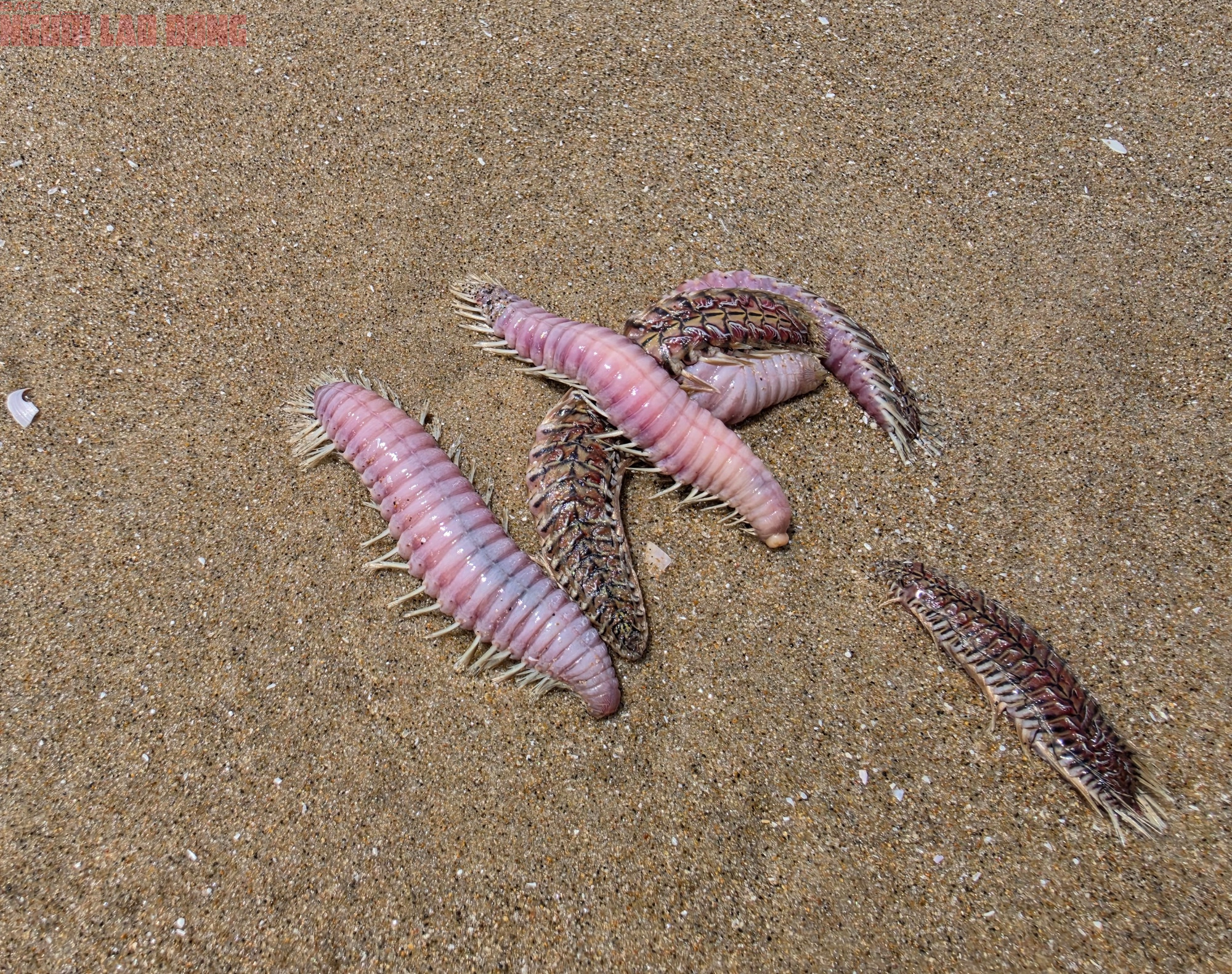 B&atilde;i Sau Vũng T&agrave;u xuất hiện s&acirc;u biển, sứa - Ảnh 6.