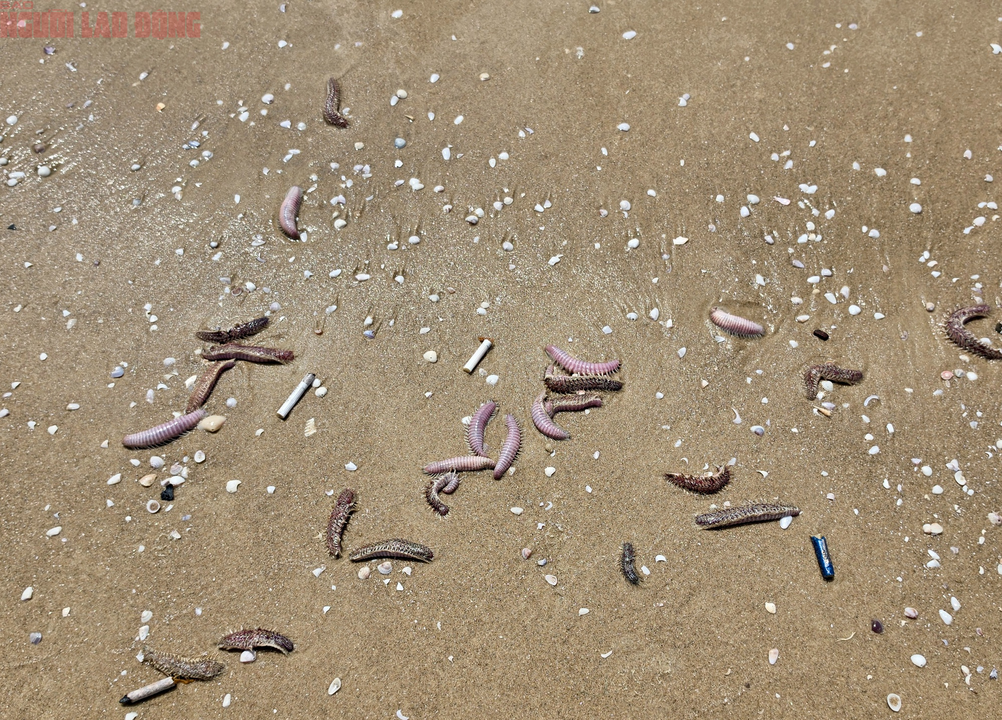 B&atilde;i Sau Vũng T&agrave;u xuất hiện s&acirc;u biển, sứa - Ảnh 7.