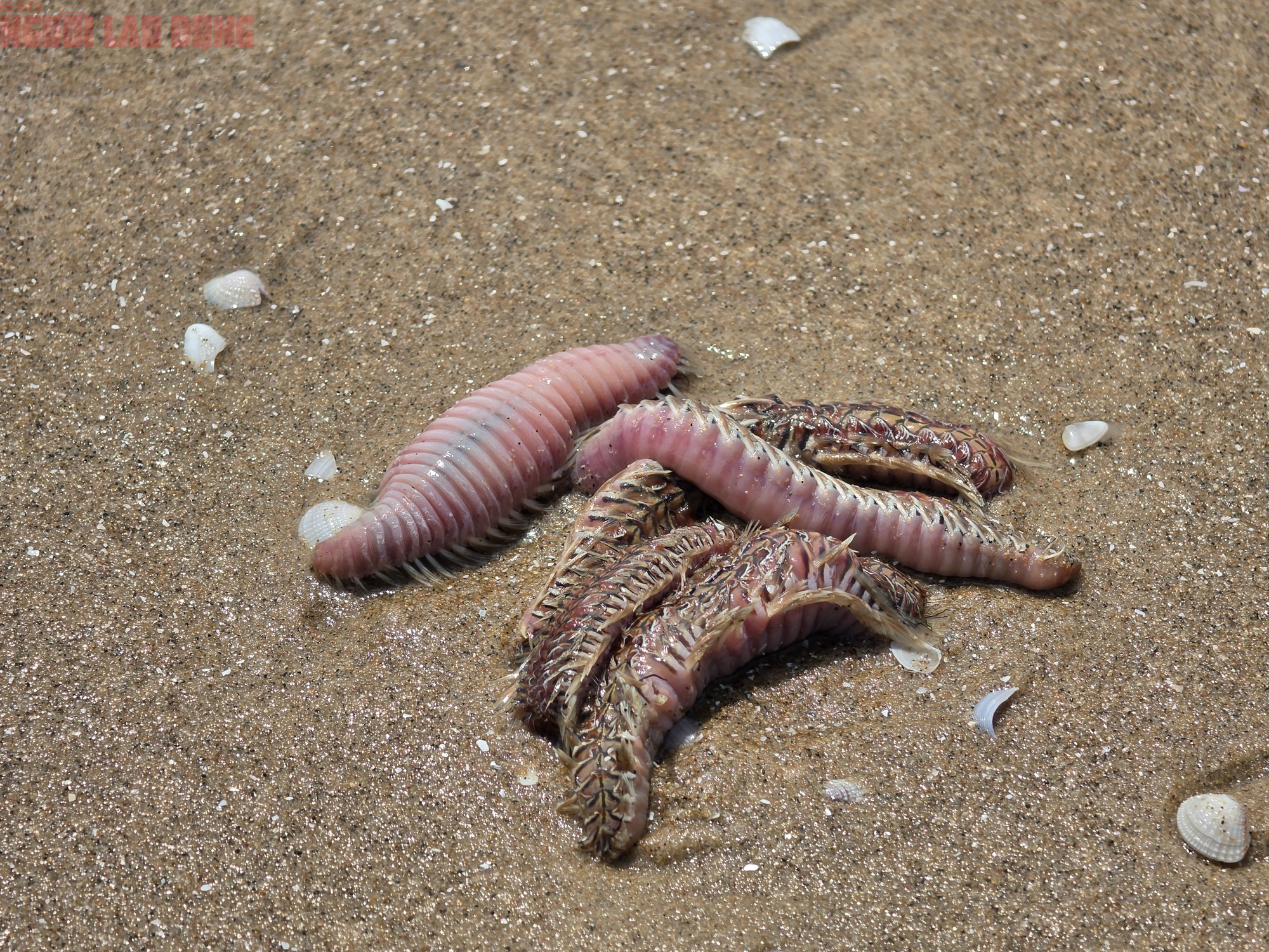 B&atilde;i Sau Vũng T&agrave;u xuất hiện s&acirc;u biển, sứa - Ảnh 8.