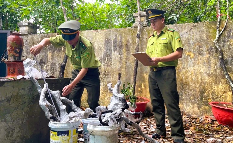 Kiểm lâm Thanh Hóa xử lý cây muội hồng thu giữ như thế nào - Ảnh 1.