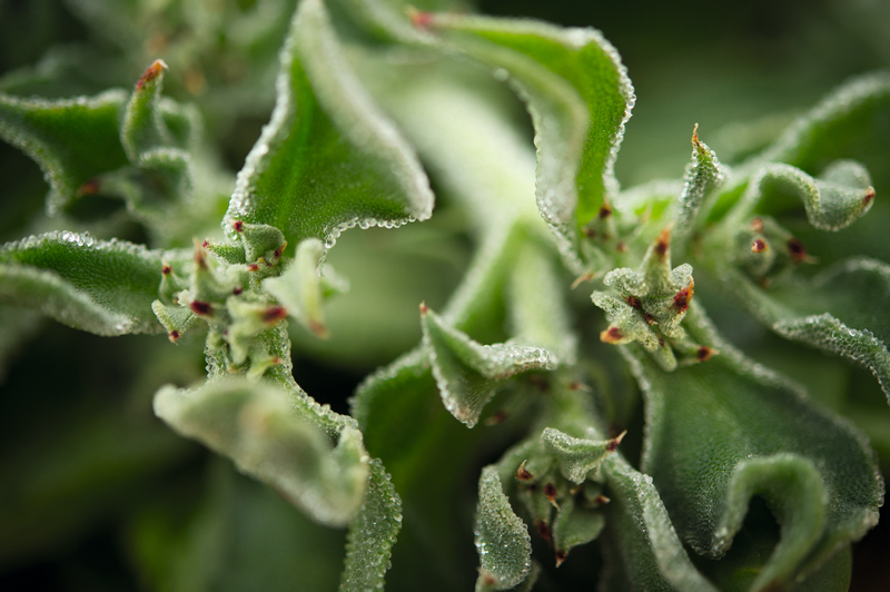 Ứng dụng bản sao kỹ thuật số Dassault Syst&egrave;mes cải tiến quy tr&igrave;nh sản xuất mỹ phẩm từ thi&ecirc;n nhi&ecirc;n - Ảnh 2.