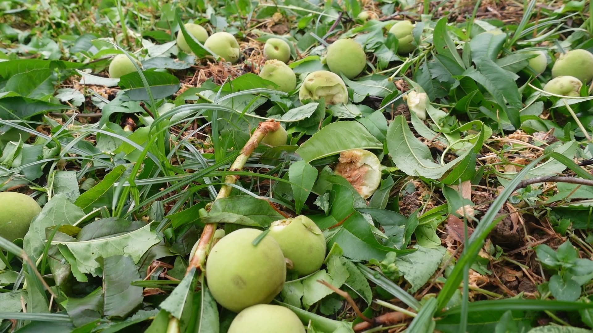 VIDEO: Đang nằm ngủ, hứng mưa đá bằng nắm tay, 4 công nhân bị thương - Ảnh 9.