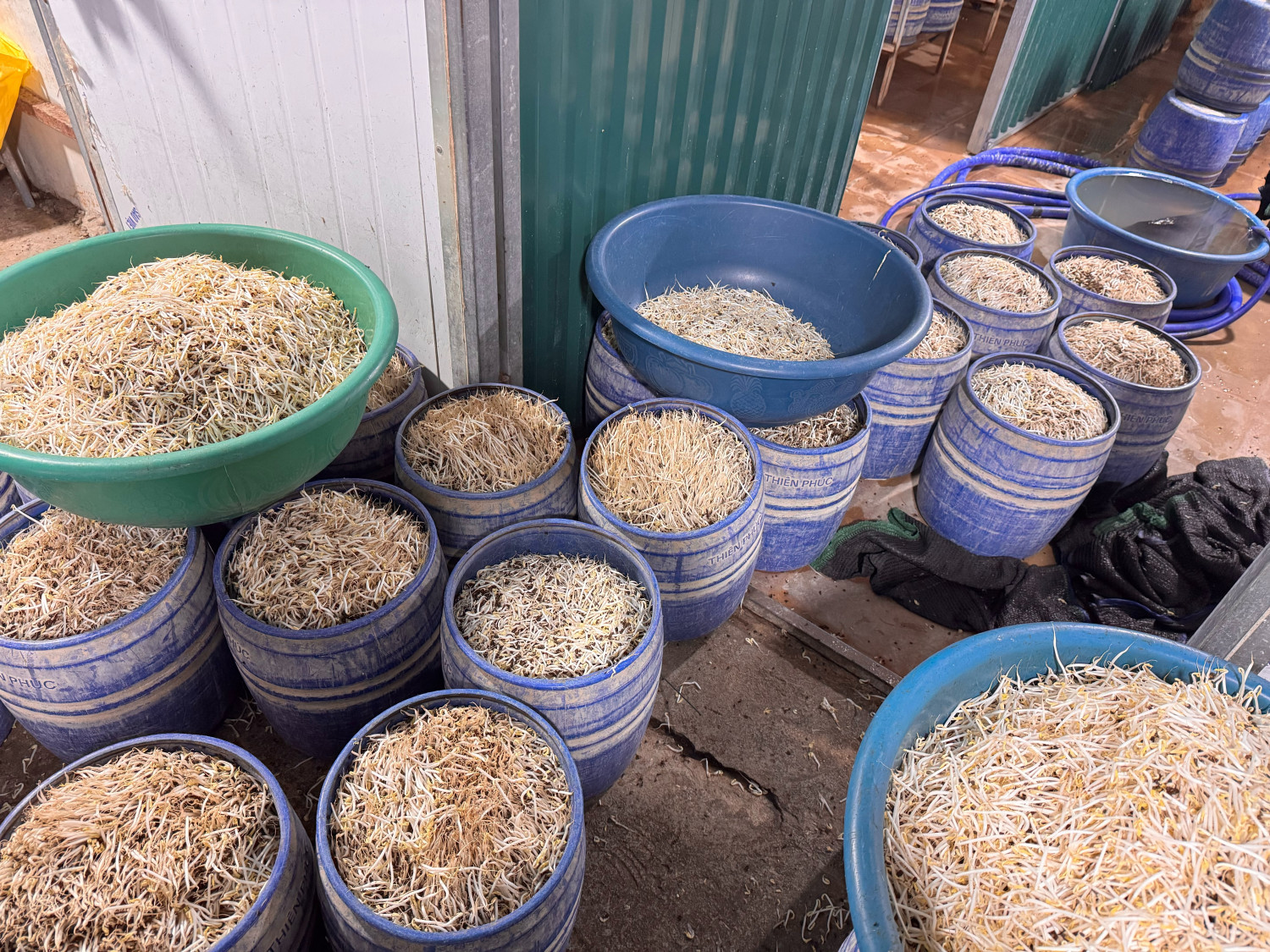 Bắt tạm giam 2 chủ cơ sở sản xuất giá đỗ bằng chất cấm tại Quảng Ninh - Ảnh 4.