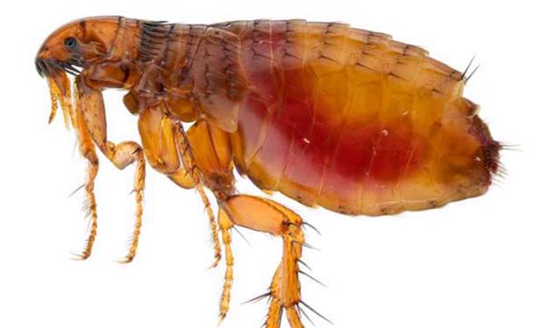 Sẩn ngứa do bọ chét - Ảnh 2.