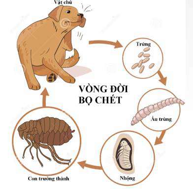 Sẩn ngứa do bọ chét - Ảnh 3.