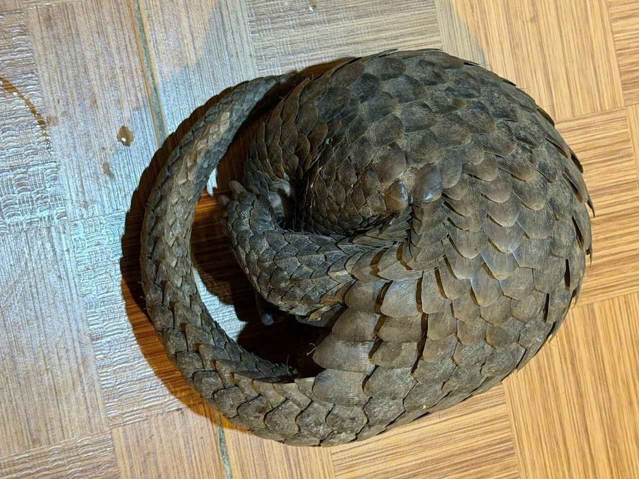 Tê tê bò vào quán ăn ở Đà Lạt - Ảnh 1.