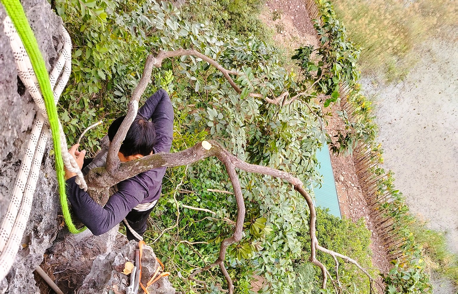 Kiểm lâm bắt giữ hàng trăm cây cảnh muội hồng, phạt tiền cả trăm triệu đồng - Ảnh 2.