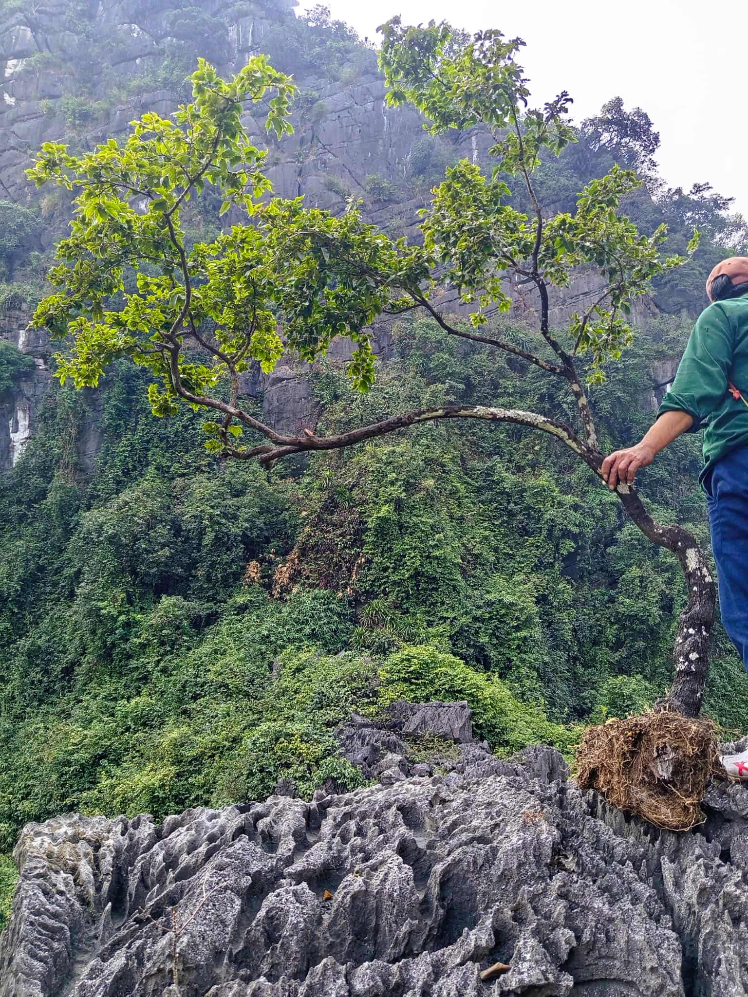 Kiểm lâm bắt giữ hàng trăm cây cảnh muội hồng, phạt tiền cả trăm triệu đồng - Ảnh 1.