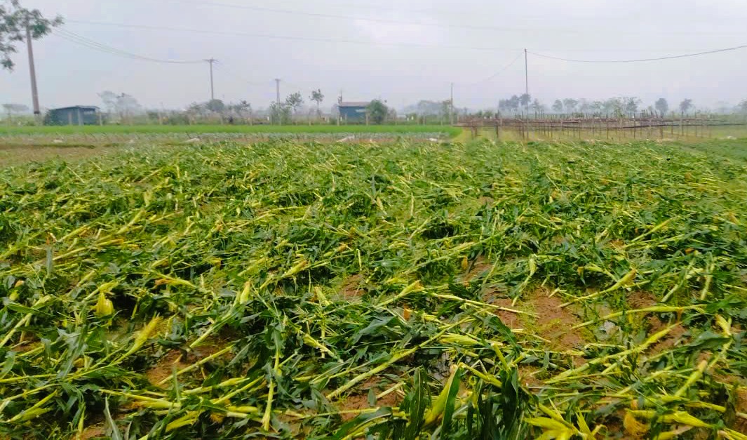 Mưa đá, dông lốc gây ảnh hưởng tới 4.000 hộ dân 1 xã ở Thanh Hóa - Ảnh 3.