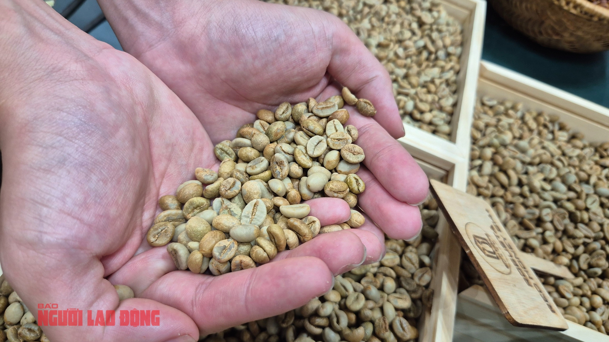 Giá cà phê hôm nay 20 - 4: Robusta Indonesia và Brazil dẫn dắt thị trường cà phê - Ảnh 3.