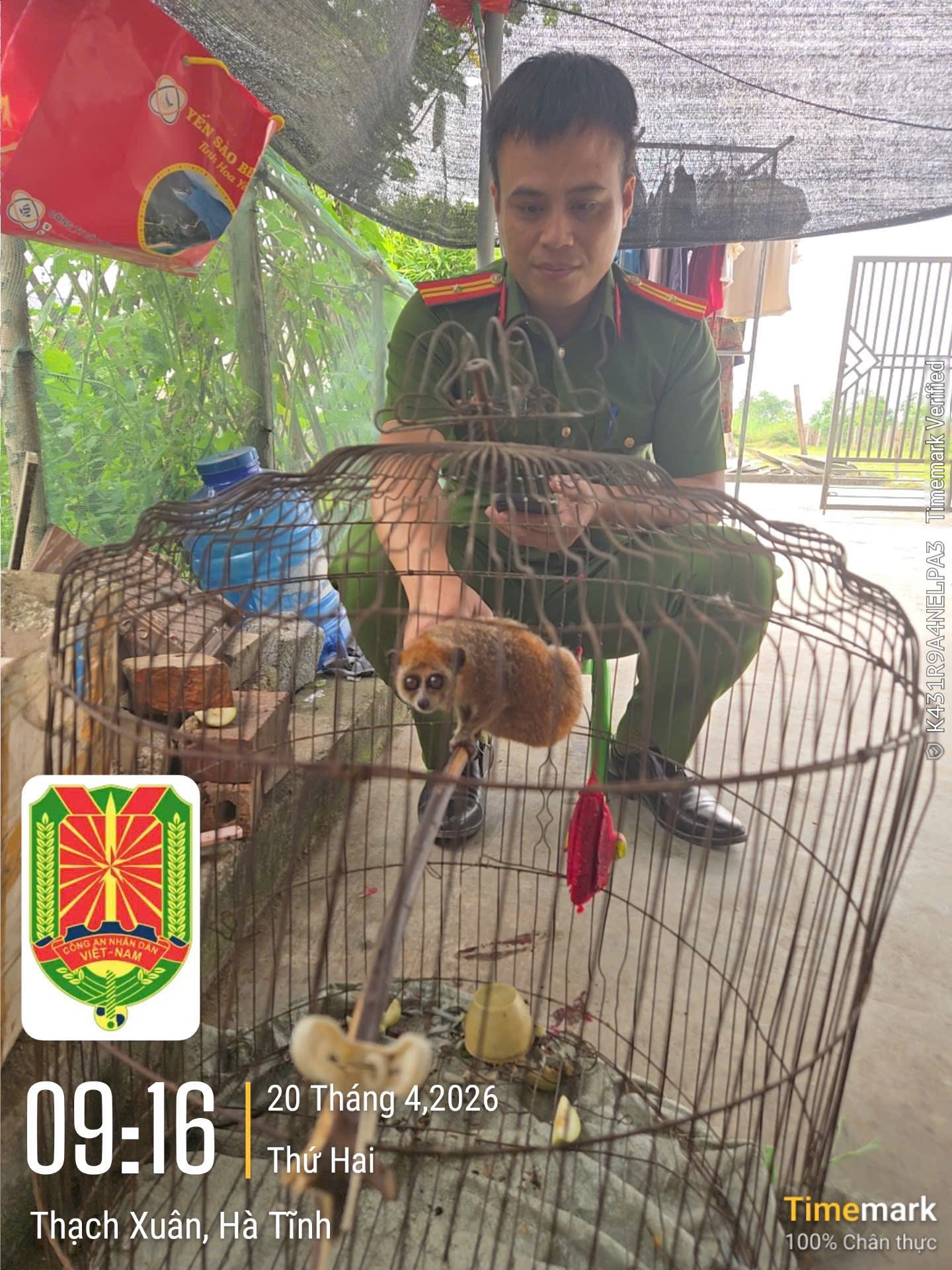 Hà Tĩnh: Người dân giao nộp hai cá thể động vật nguy cấp, quý hiếm - Ảnh 2.