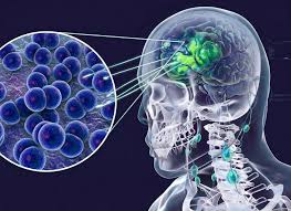  Cà Mau có công bố mới - Ảnh 1.